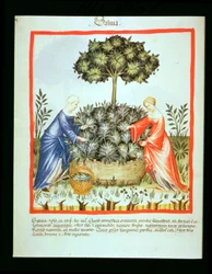 Nova 2644 fol.37v Coupe de sauge, de Tacuinum Sanitatis
